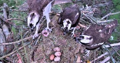 'World first' as osprey 'polygamy' captured on Scottish wildlife camera