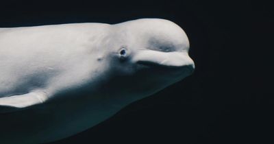 Incredibly rare whale spotted on Scottish west coast 'for first time in 20 years'