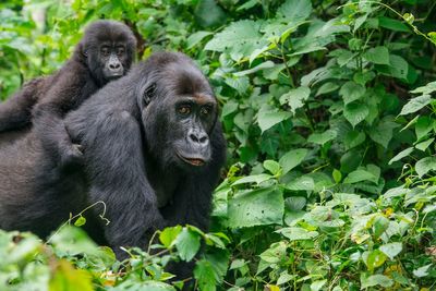 Endangered gorilla habitats threatened in rebel-held Congo