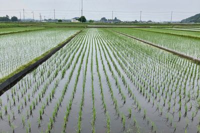 Japan's rice crisis: Prices soar, supplies dwindle and a minister resigns