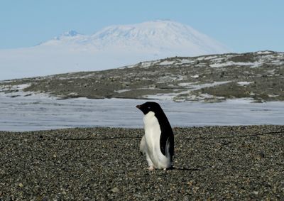 The Surprising Climate Power Of Penguin Poo