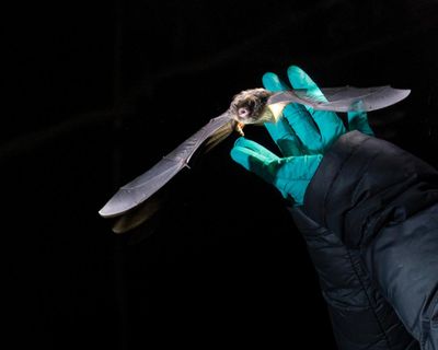 This tiny Australian bat is the size of a matchbox. But it flies up to 150km a night in search of food