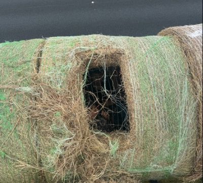 Over 10 Migrants Found in Hollow Hay Bales In Texas: 'Major Human Smuggling Discovery'