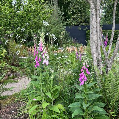 Foxgloves are everywhere at the Chelsea Flower Show again this year – these are the best varieties to grow at home