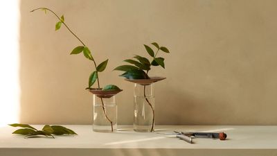 Forget Mason Jars — I Just Found a Vase That Makes Propagating Plants Actually Stylish, and It's on Sale Right Now