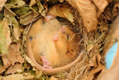 Planning reforms break Labour’s promise to protect nature, green groups say