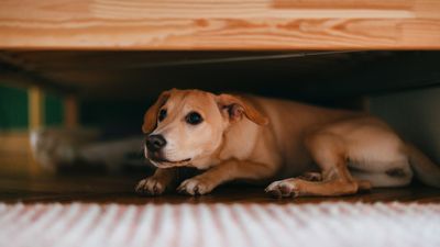 5 things I wish people knew about aggressive and anxious dogs