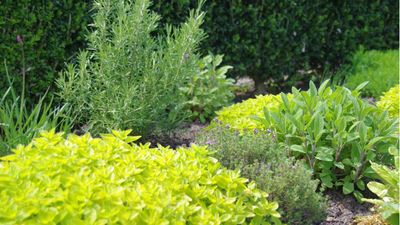 I just discovered a quick, low-cost hack to get leafy herbs to last longer – all you need are 2 kitchen ingredients