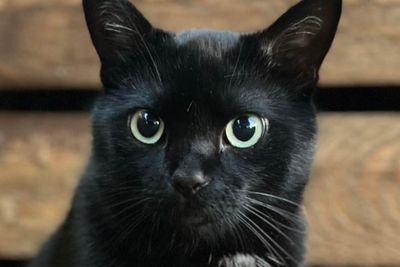 Couple spend over $20,000 in search for their missing cat who disappeared last year