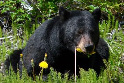 Man arrested for killing a black bear that repeatedly came near his home and scared his dogs