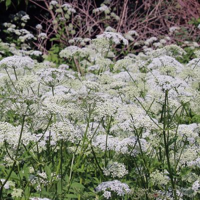 Should you get rid of ground elder? What the RHS's chief horticulturalist says about keeping or removing this weed in your garden