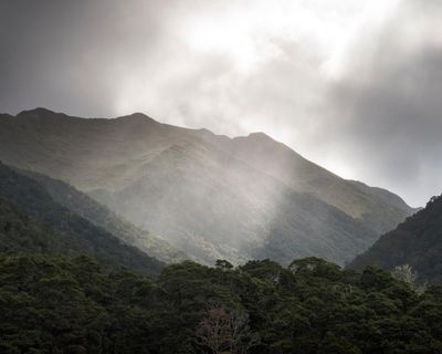 Myth or mystery: are moose roaming the isolated wilds of New Zealand?