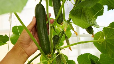 How to grow cucumbers indoors – experts reveal 5 things you must get right for great harvests without needing any outdoor space