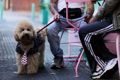 Inside the city where people are choosing pampered pets over children