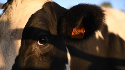 Cow manure delivery stunt lands MPs in steaming mess