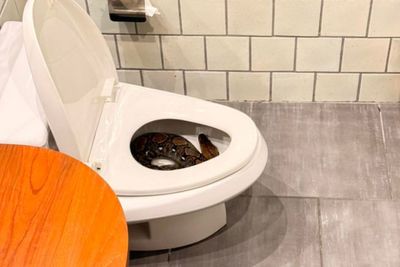 Man finds massive snake inside Bangkok toilet bowl
