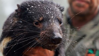 Floods threaten vital Tasmanian devil breeding program