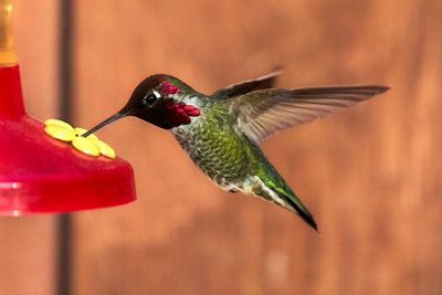 California hummingbird beaks transformed by feeders: ‘more tapered and longer’