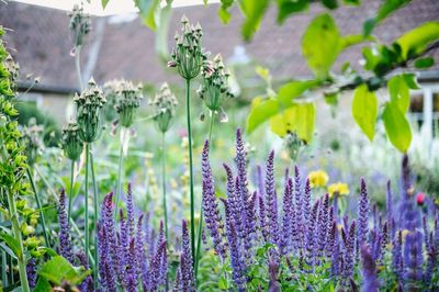 How to create a colourful city garden that looks great, fights pollution and encourages biodiversity