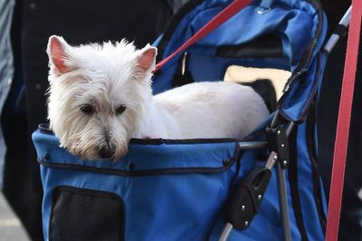 OPINION - Is a dog a replacement for a child? You'd have to be mad to think so — but that isn't stopping some