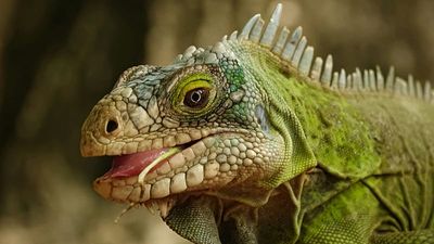 Lizard matchmaking and decoupling: Positive environmental stories from 2025