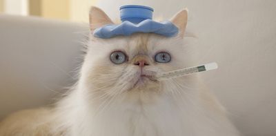 From furry friends to fish, turning up the heat helps animals fight germs − how Mother Nature’s cure offers humans a lesson on fever