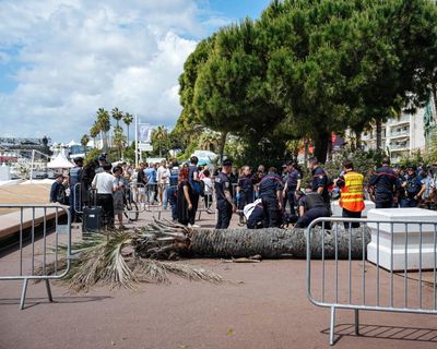 Falling palm trees and a faltering Palme d’Or director: how Cannes 2025 went – and who will win
