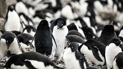 Penguin poo creates clouds that help cool the planet, study finds
