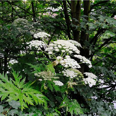 7 plants you should never touch – steer clear of these garden culprits to avoid rashes, irritation and injuries