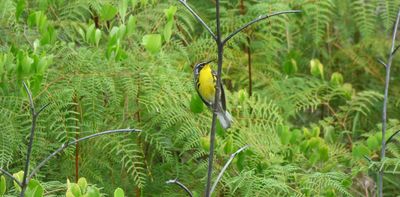 For many island species, the next tropical cyclone may be their last