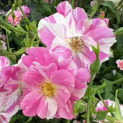 I'm calling it: patterned plants are the next big thing in gardens, and David Austin's showstopping new rose is my proof