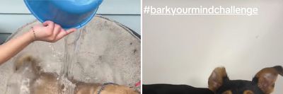 TikTok ice bucket challenge warning issued to pet owners