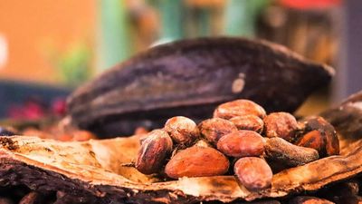 Cocoa Prices Plunge as Prospects Improve for West African Cocoa Crops
