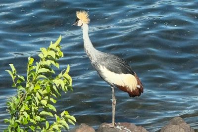 Zoo launches massive bird hunt to find and save young East African Crowned Crane that escaped