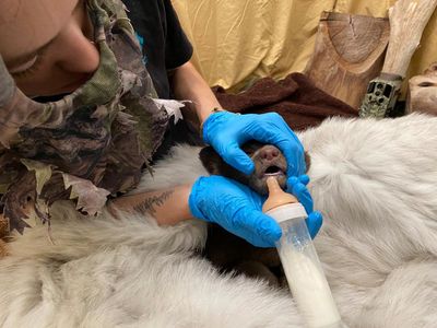Cub found alone in US woods now being raised by wildlife staff in bear costumes