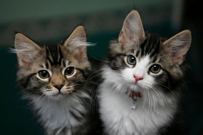 Record £1.23bn paid out in pet insurance claims in 2024, says ABI