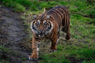 Zoo animals to get more space in ‘long-overdue’ welfare reforms