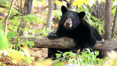 Bear spray at the ready: warnings issued in Banff National Park over bold black bear behavior, while elsewhere hiker releases viral video of grizzly trailing him