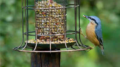 Gardeners are putting rice in bird feeders as a nutritious snack – but you have to serve it in a specific way to avoid harm