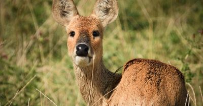 Drivers issued 'high risk' warning over deer collision hotspots this summer