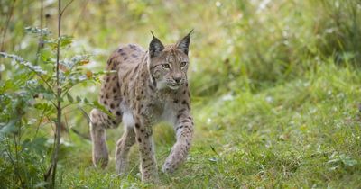 Could lynx roam Scotland again? 10 key points from major new report on reintroduction