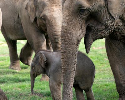 Zoo welfare standards for Britain get first update since 2012