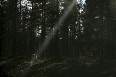 Growing Arctic Military Presence Worries Finland's Reindeer Herders