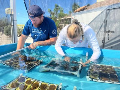 Scientists seek to save Florida’s dying reefs with hardy nursery-grown coral