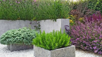 Best plants for a minimalist garden – 9 varieties to create structure, space, and serenity