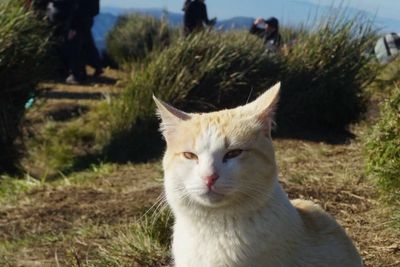 Why Filipinos are upset at removal of beloved cat from hiking trail