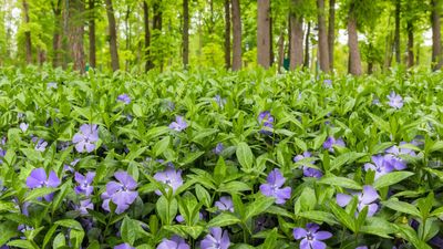 5 ground cover plants that thrive on neglect – tough, low-maintenance options to cover bare soil with foliage and flowers