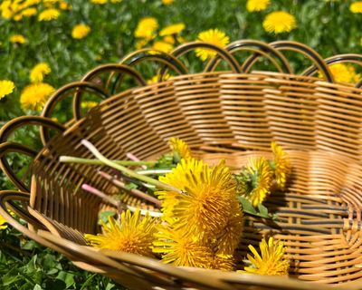 I’m feasting on the contents of hedgerows like a horse in plimsolls – and I’ve never felt so healthy