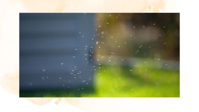 How to get rid of greenfly: 4 simple methods for a pest-free summer