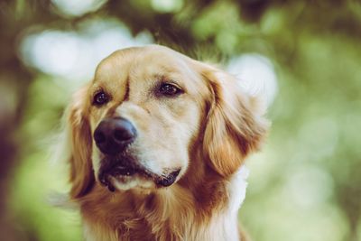 These Are The 7 Friendliest Dog Breeds